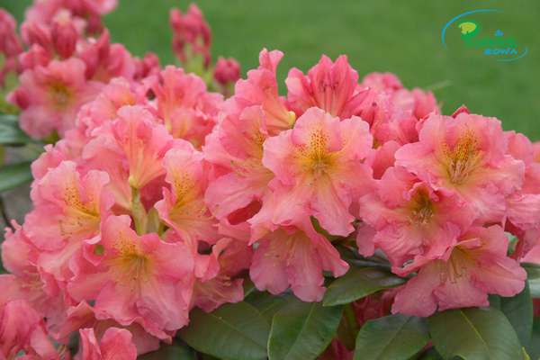 Rhododendron Dolcemente